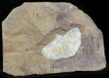 Top Quality Fossil Ginkgo Leaf From North Dakota #29075-1
